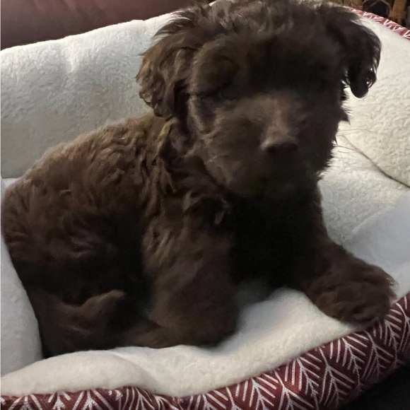 Meet your Posher, Danyell - Picture 6 of 6